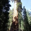 usa2004 sequoia 017